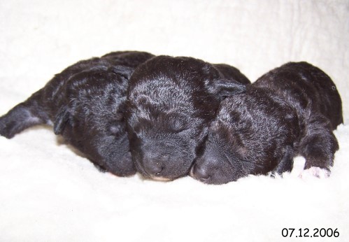 8-Welpen 07122006-1.jpg